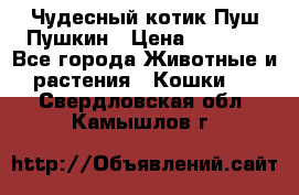 Чудесный котик Пуш-Пушкин › Цена ­ 1 200 - Все города Животные и растения » Кошки   . Свердловская обл.,Камышлов г.